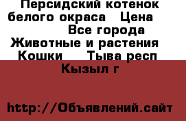 Персидский котенок белого окраса › Цена ­ 35 000 - Все города Животные и растения » Кошки   . Тыва респ.,Кызыл г.